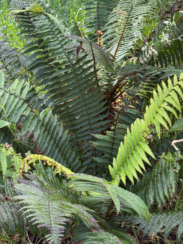 Dryopteris wallichiana observed 2026-07-06
