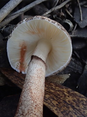 Lepiota haemorrhagica