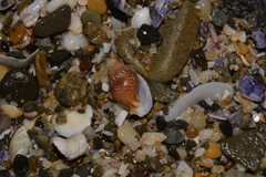 Pardalinops testudinaria