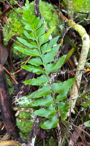Asplenium contiguum, 2026-07-06