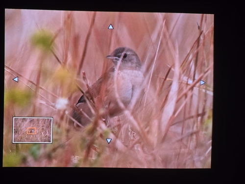 iNaturalist image