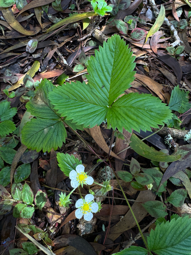 Fragaria, 2026-07-06