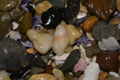 Nodopelagia brazieri