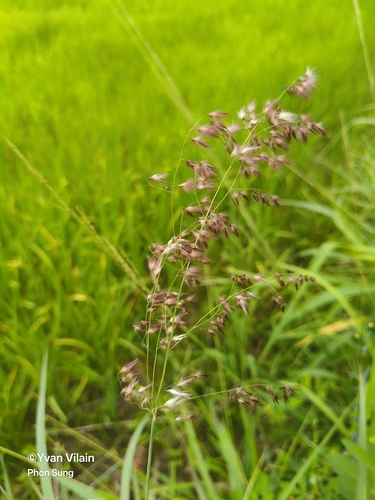 natal grass