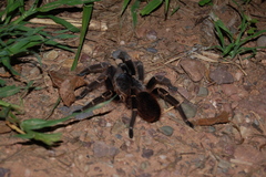 Acanthoscurria