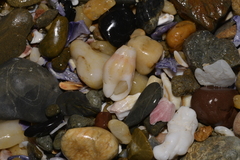 Nodopelagia brazieri