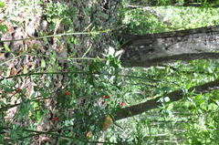 Ruscus aculeatus