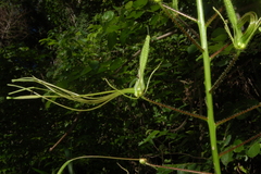 Cleome viridiflora