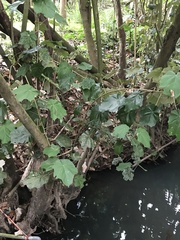 Pterospermum acerifolium