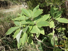 Brachyglottis hectorii