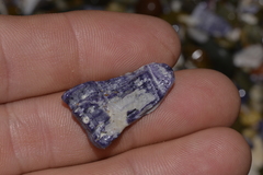 Austrobalanus imperator