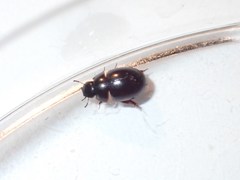 Coelostoma orbiculare