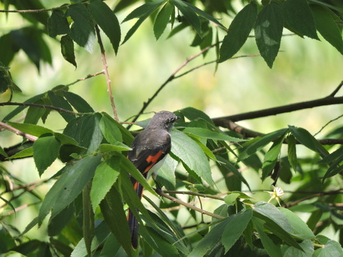 Little Minivet (Pericrocotus lansbergei), photo 2