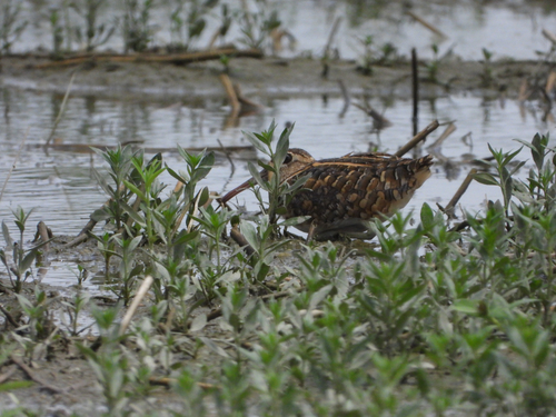iNaturalist image