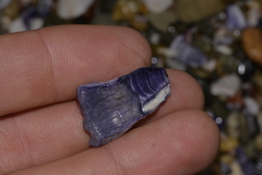 Austrobalanus imperator