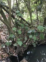 Pterospermum acerifolium