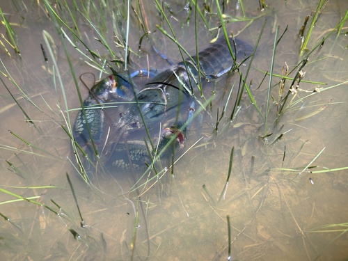 Common Yabby
