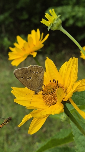 Ringlet