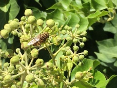 Eristalodes