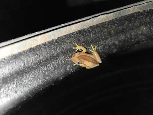 Fornasini's Spiny Reed Frog
