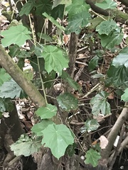 Pterospermum acerifolium