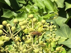 Eristalodes