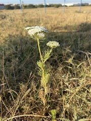 Visnaga daucoides, photograph (c) Cenaida, some rights reserved (CC BY)