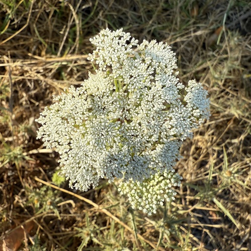 Visnaga daucoides, photograph 3