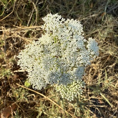 Visnaga daucoides, photograph (c) Cenaida, some rights reserved (CC BY)