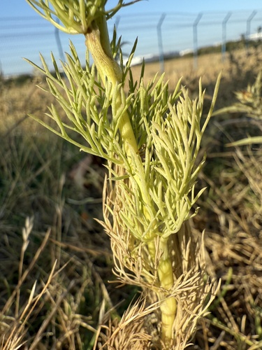 Visnaga daucoides, photograph 4