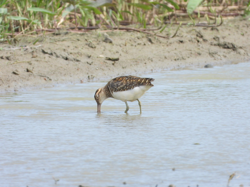 iNaturalist image