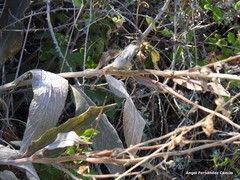 Digitalis purpurea purpurea