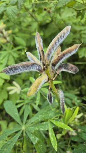 Large-leaved lupine