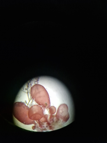 Botryocladia botryoides observed 2026-07-09