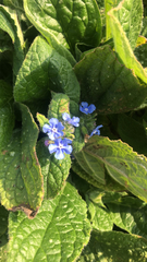Pentaglottis sempervirens
