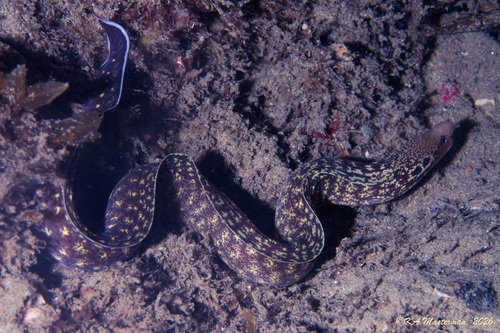 Gymnothorax cribroris observed 2026-07-11
