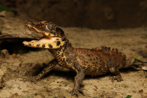 Dwarf Crocodile