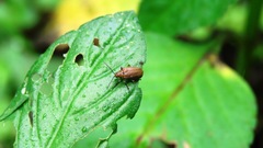 Galerucella grisescens