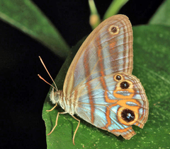 Chloreuptychia herseis