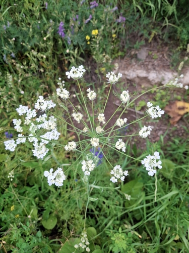 Astrodaucus orientalis