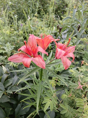 Lilium pensylvanicum, photograph 5