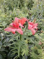 Lilium pensylvanicum, photograph (c) Святослав Власенко, some rights reserved (CC BY)