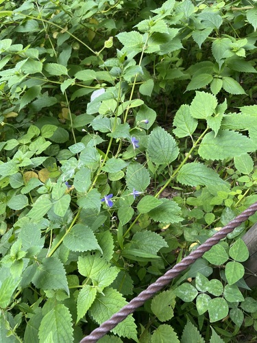 Tripora divaricata, photograph 3