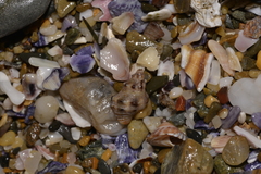 Phycothais reticulata