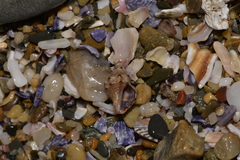 Phycothais reticulata