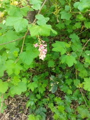 Ribes sanguineum glutinosum