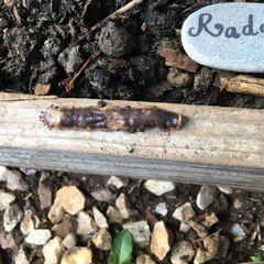 Arthurdendyus triangulatus