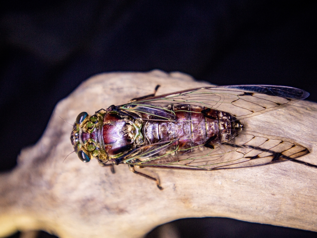 Champaka celebensis