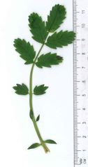 Acaena pallida