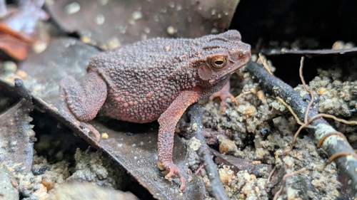 Ingerophrynus quadriporcatus, 2026-07-02